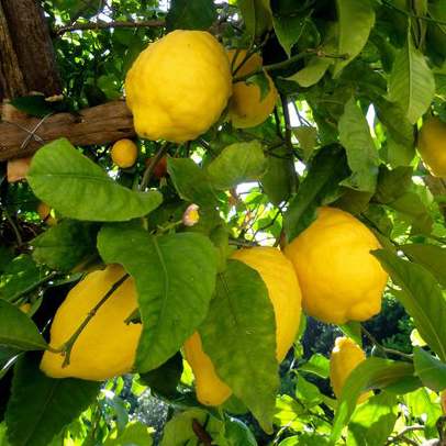 Lemon tour